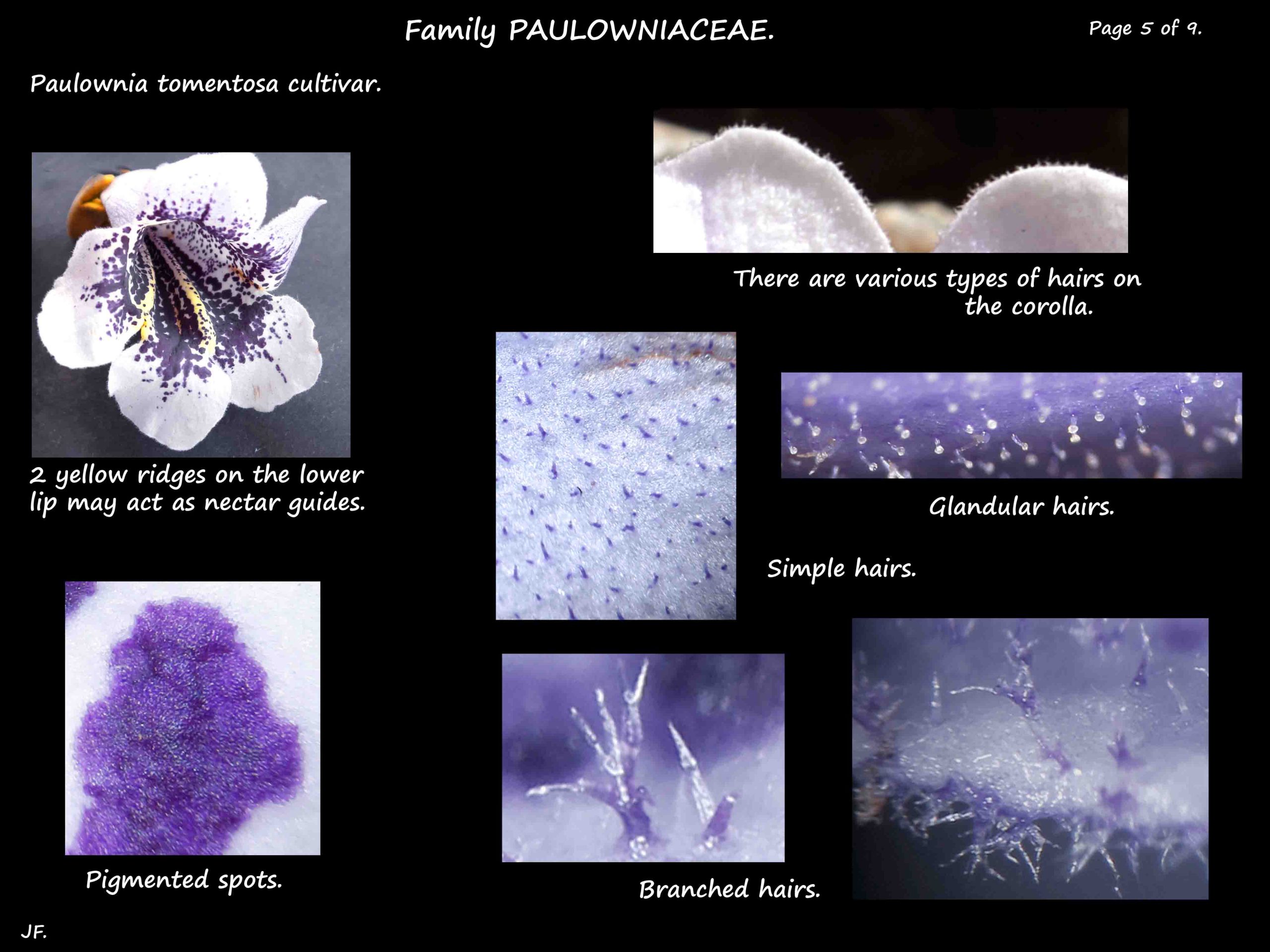 5 Hair types on Paulownia corollas